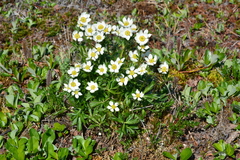 Anemonastrum sibiricum