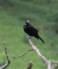 Molothrus oryzivorus