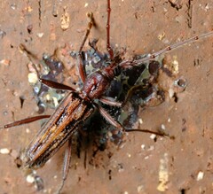 Aesiotyche favosa