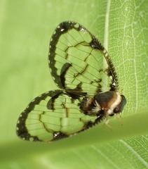 Ricaniidae