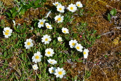Dryas ajanensis