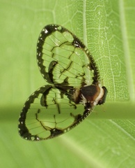 Ricaniidae