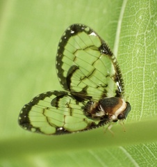 Ricaniidae