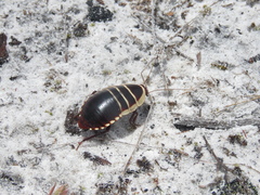 Cosmozosteria bicolor