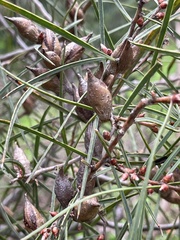 Hakea carinata