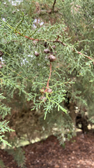 Cupressus lusitanica