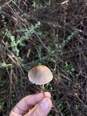 Mycena purpureofusca