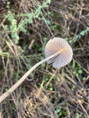 Mycena purpureofusca