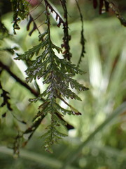 Notogrammitis heterophylla