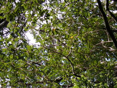 Elaeocarpus dentatus