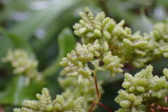 Lygodium articulatum