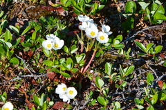 Claytonia acutifolia