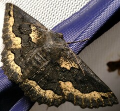 Melanodes anthracitaria