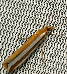 Corynophora lativittalis
