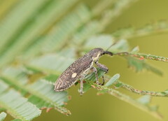 Rhinotia bimaculata