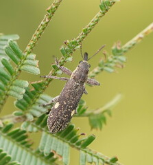 Rhinotia bimaculata