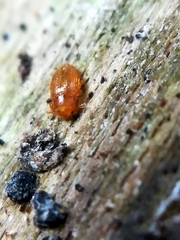 Mycetaea subterranea