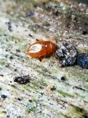 Mycetaea subterranea