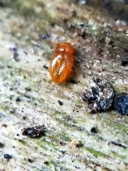 Mycetaea subterranea