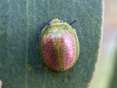 Paropsisterna fastidiosa