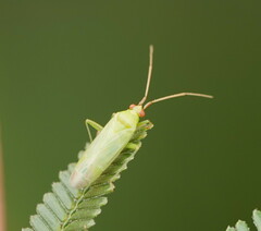 Orthotylinae
