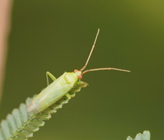 Orthotylinae