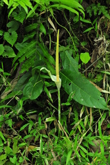 Amorphophallus variabilis