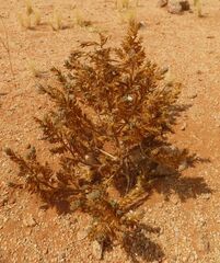 Acanthoideae