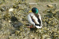 Anas platyrhynchos