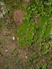 Pseudocrossidium hornschuchianum