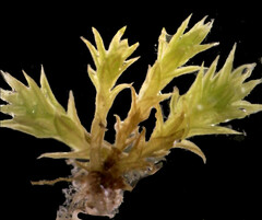 Pseudocrossidium hornschuchianum