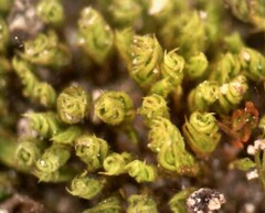 Pseudocrossidium hornschuchianum