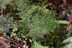 Hymenophyllum flexuosum