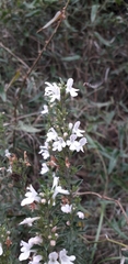 Epacris impressa