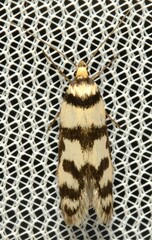 Philobota impletella