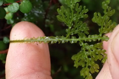 Hymenophyllum flexuosum