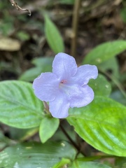 Ruellia prostrata