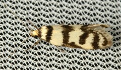 Philobota impletella