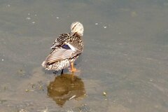 Anas platyrhynchos