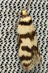 Philobota impletella