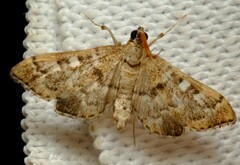 Nacoleia