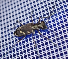 Calomera decemguttata