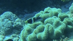 Thalassoma nigrofasciatum