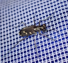 Calomera decemguttata