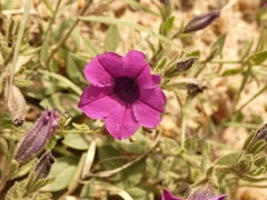 Petunia integrifolia