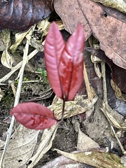 Excoecaria cochinchinensis