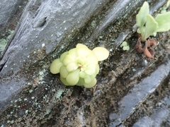 Sedum formosanum