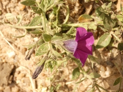 Petunia integrifolia