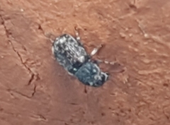 Anthribinae