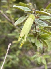 Correa glabra leucoclada